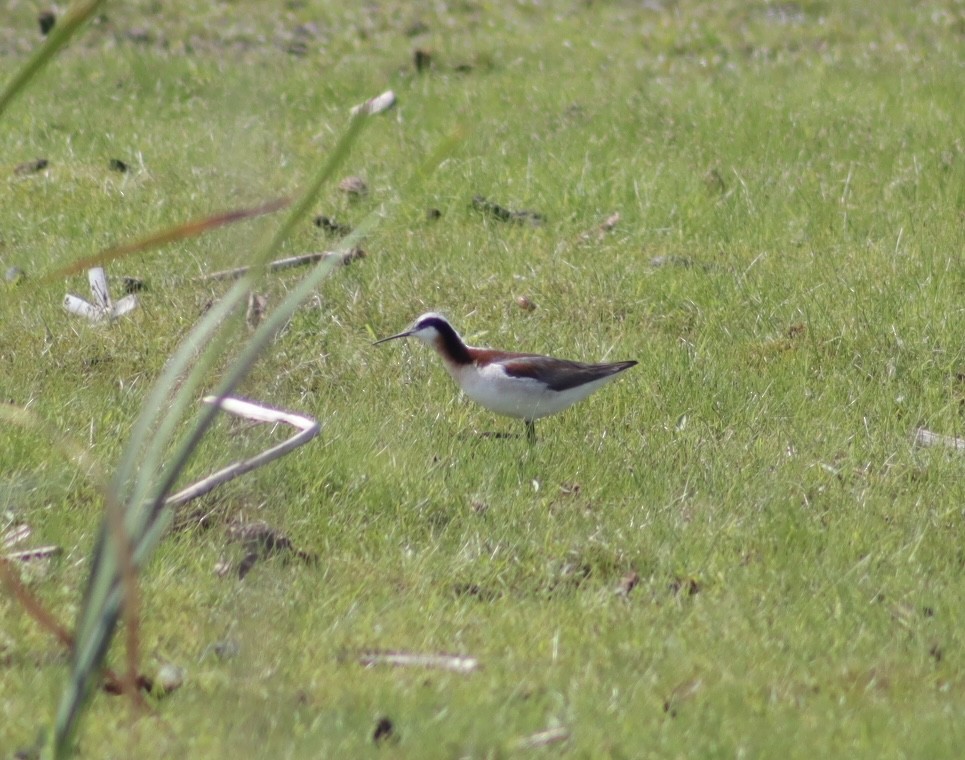 Wilson's Phalarope - ML637575670