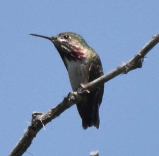 kalypta Kalliopina - ML637575676