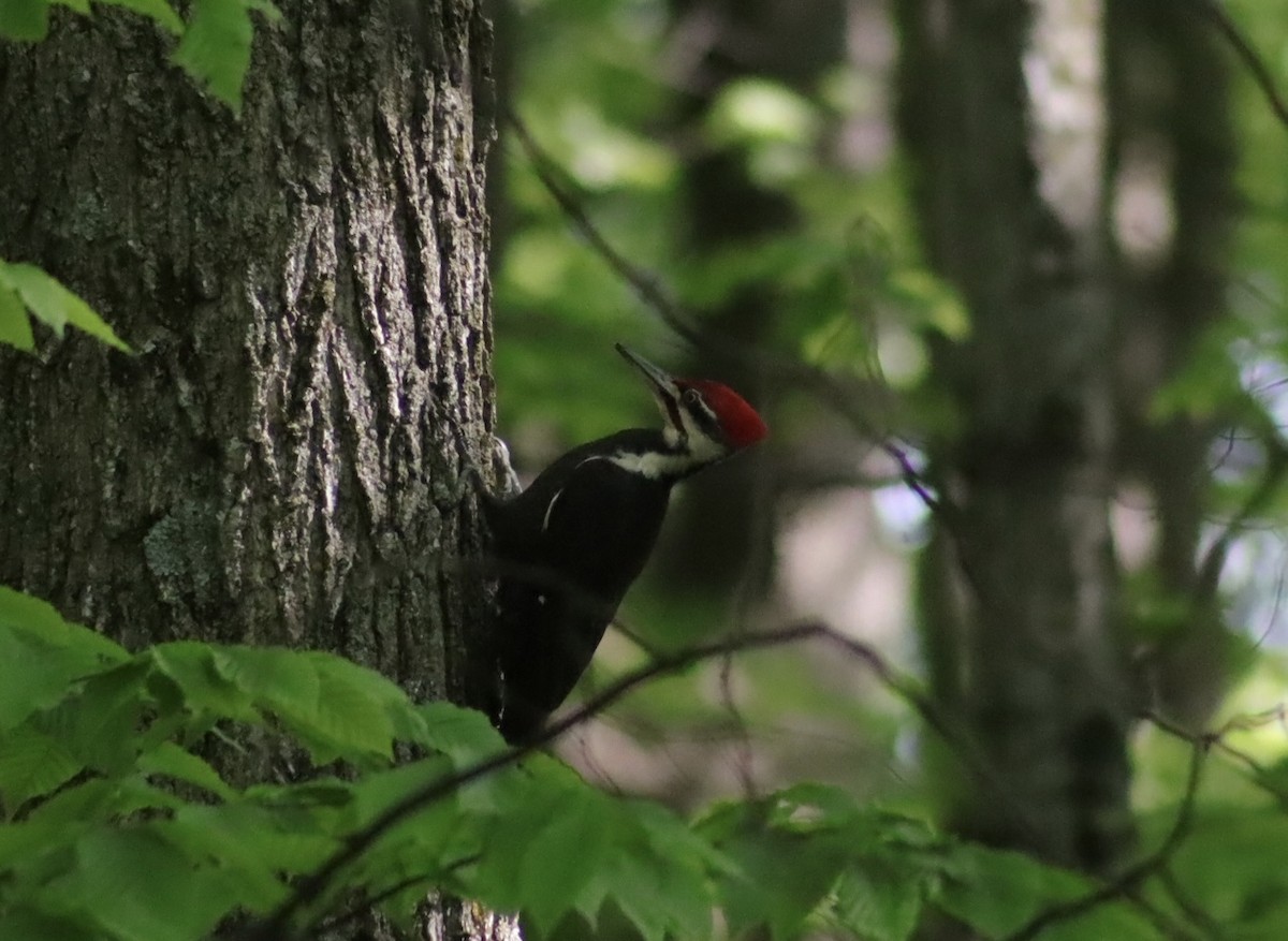 Pileated Woodpecker - ML637575713