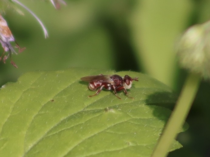 Animals - ML637575721