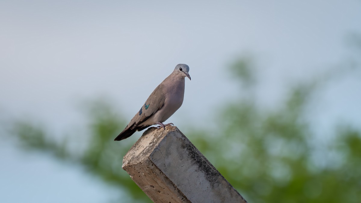 Emerald-spotted Wood-Dove - ML637575756