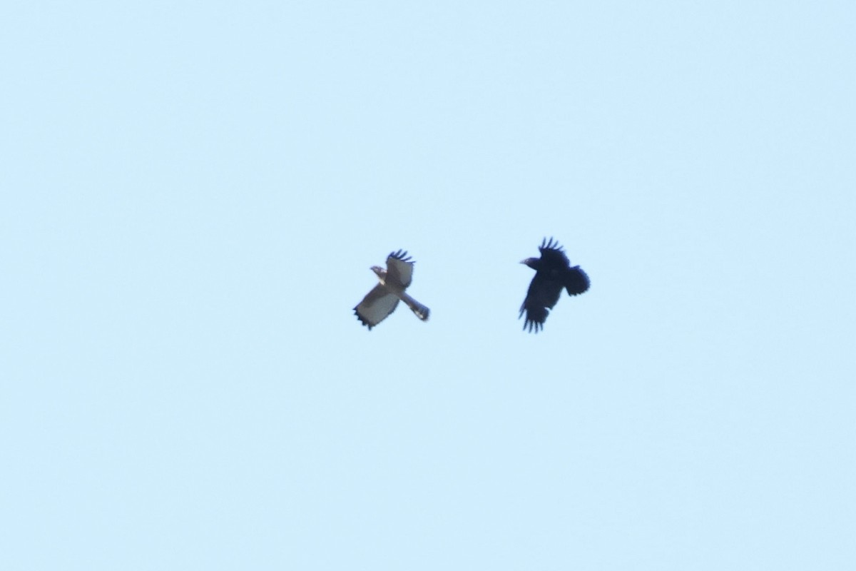 Spotted Harrier - ML637575807