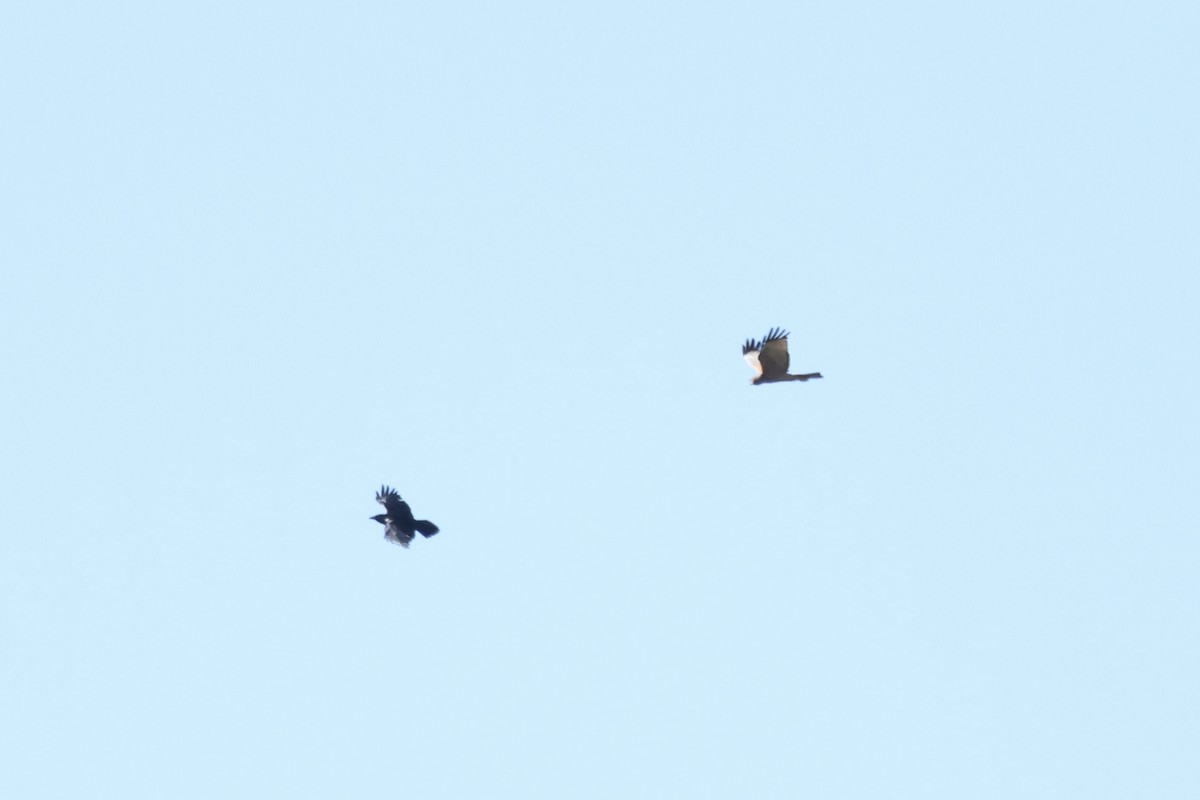 Spotted Harrier - ML637575808
