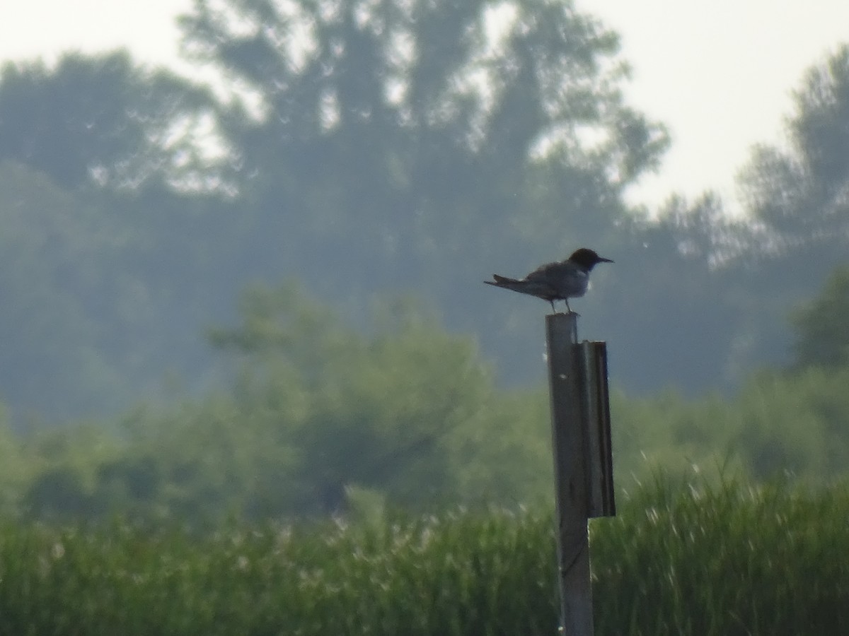 Black Tern - ML637575814