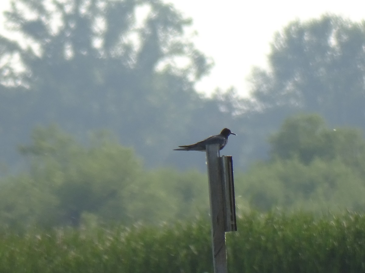 Black Tern - ML637575815