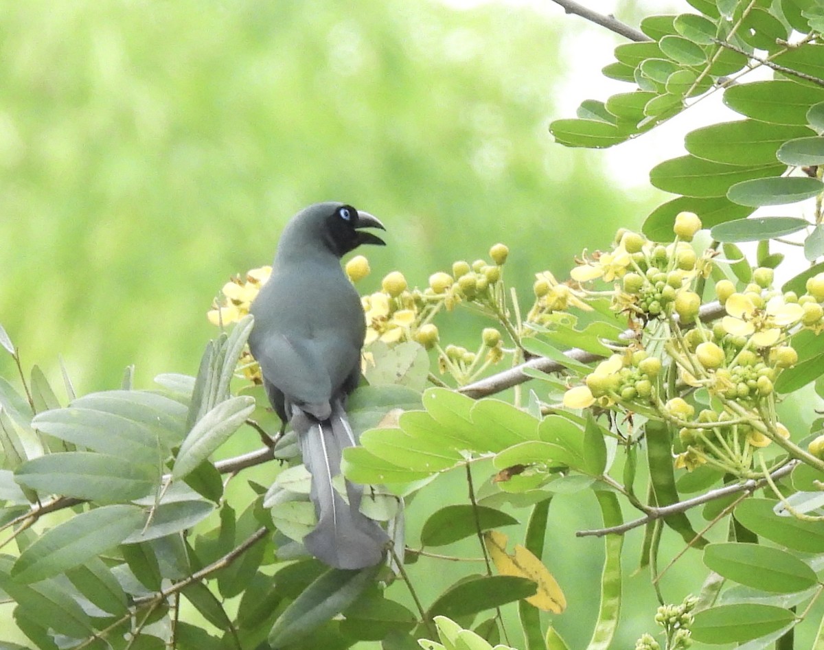 Racket-tailed Treepie - ML637575888