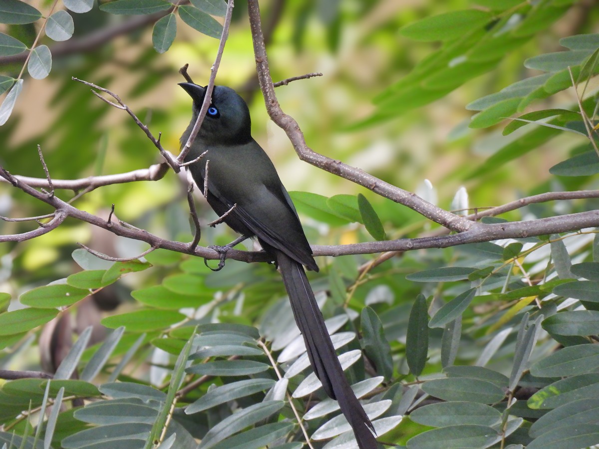 Racket-tailed Treepie - ML637575889