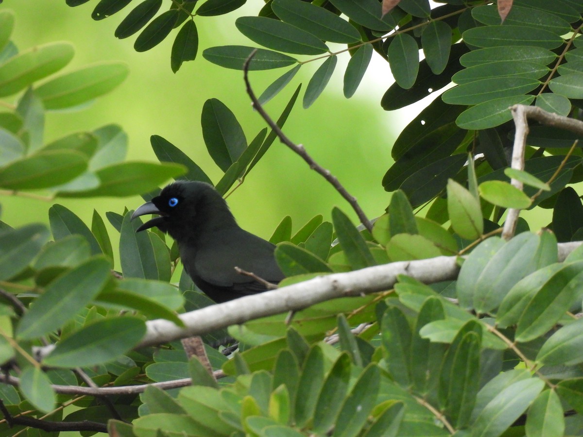 Racket-tailed Treepie - ML637575890