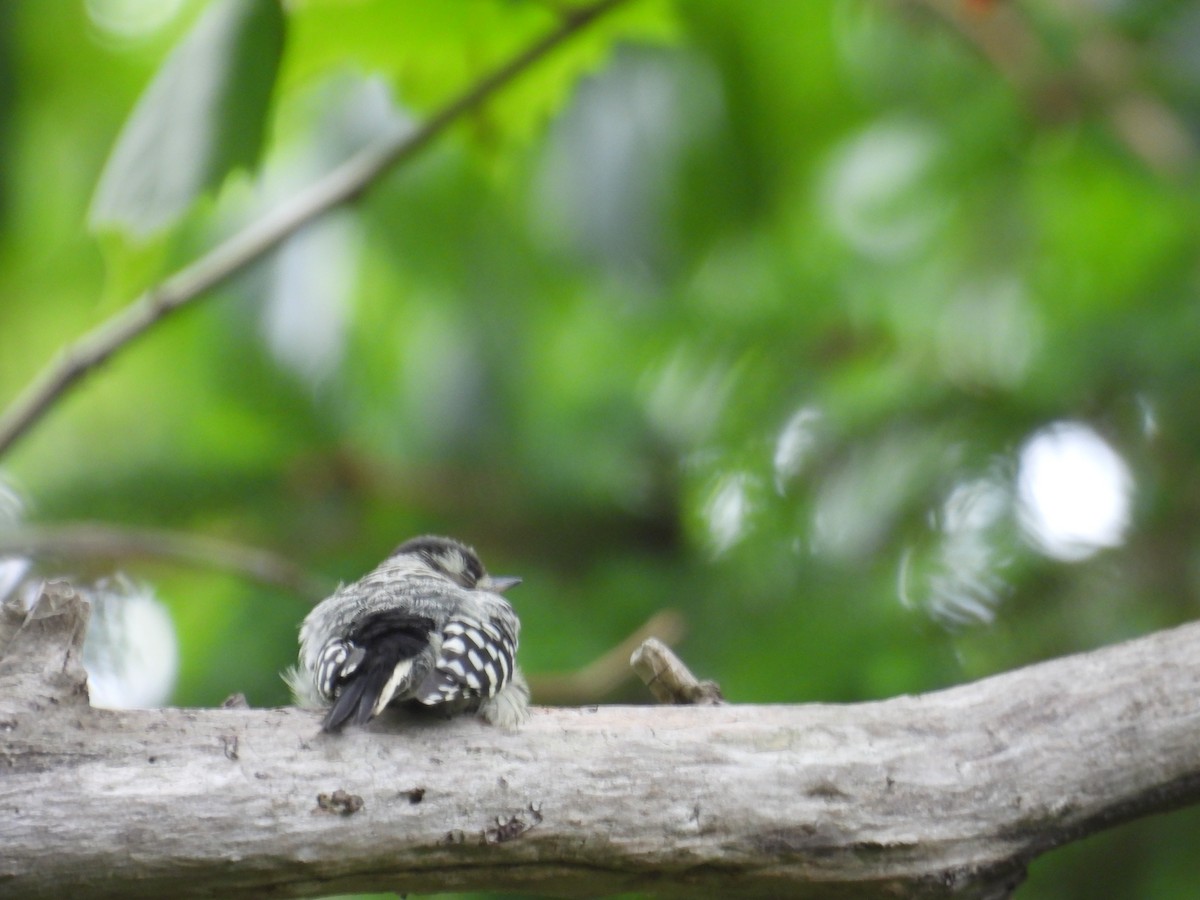 Japanese Pygmy Woodpecker - ML637575901