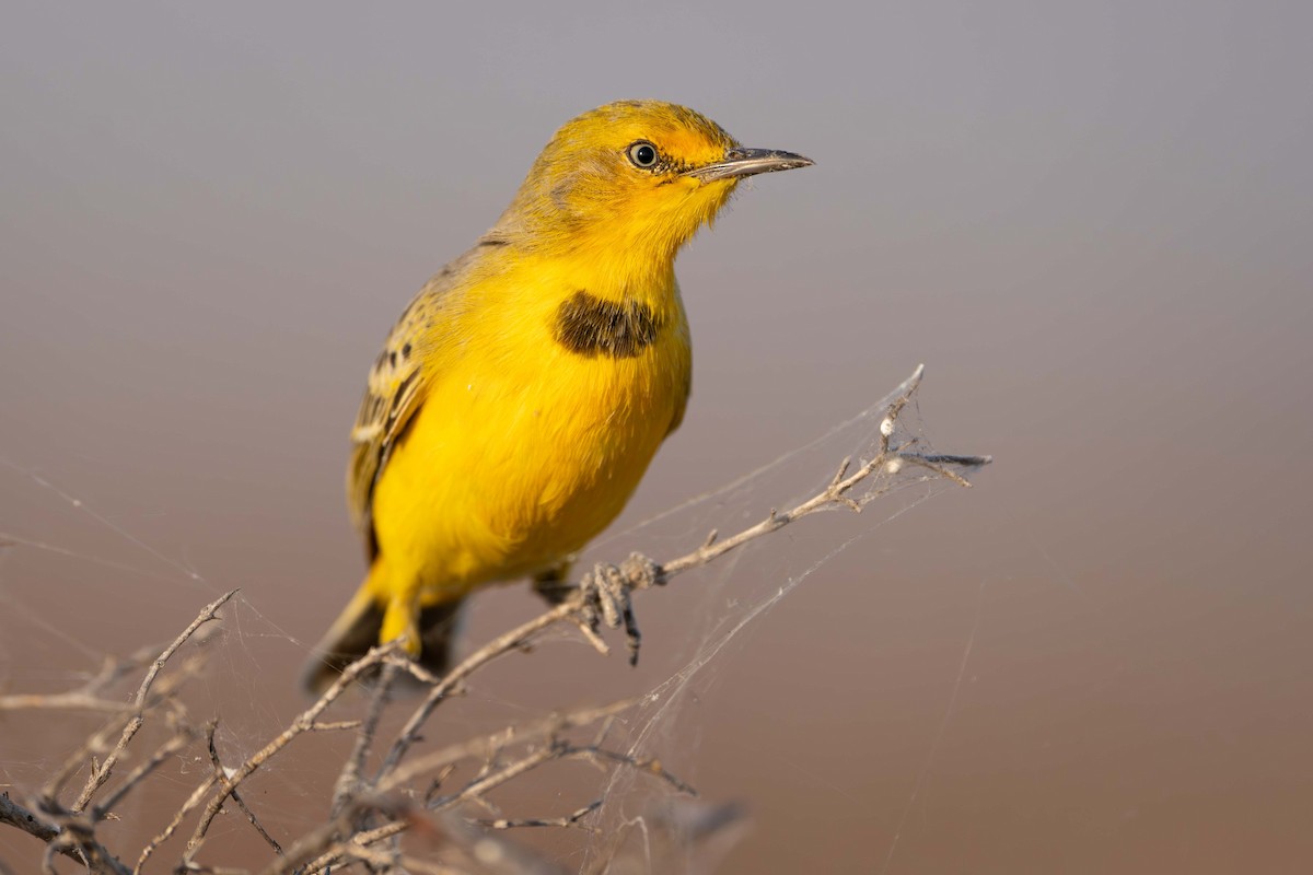 Yellow Chat - ML637575903