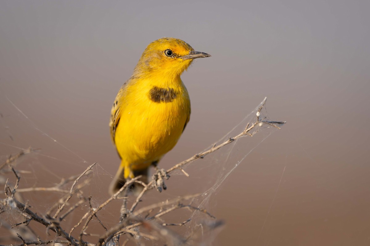 Yellow Chat - ML637575904