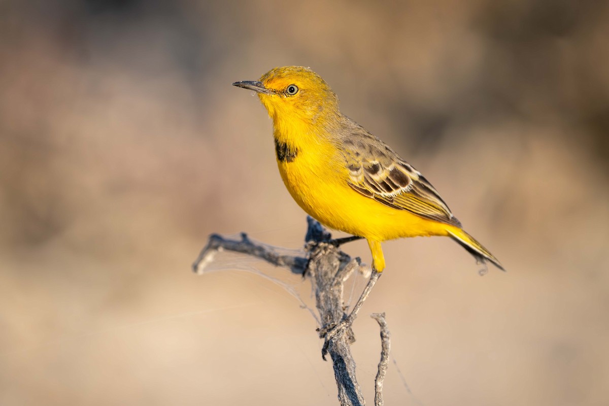 Yellow Chat - ML637575905
