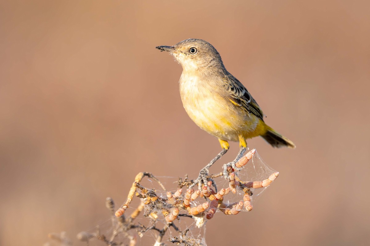 Yellow Chat - ML637575906