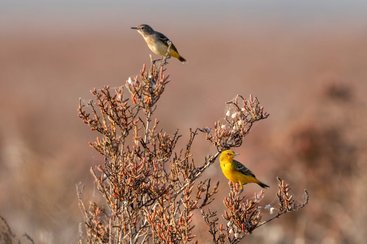 Yellow Chat - ML637575909