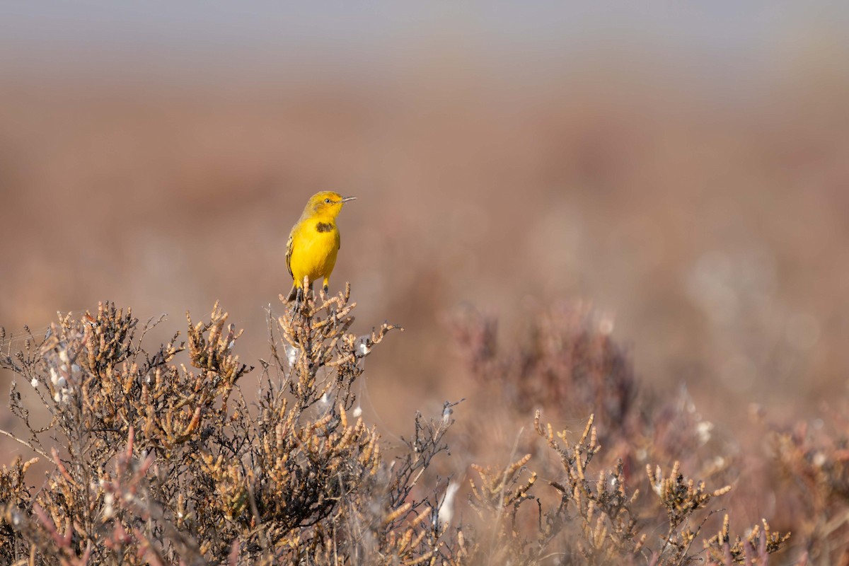 Yellow Chat - ML637575910