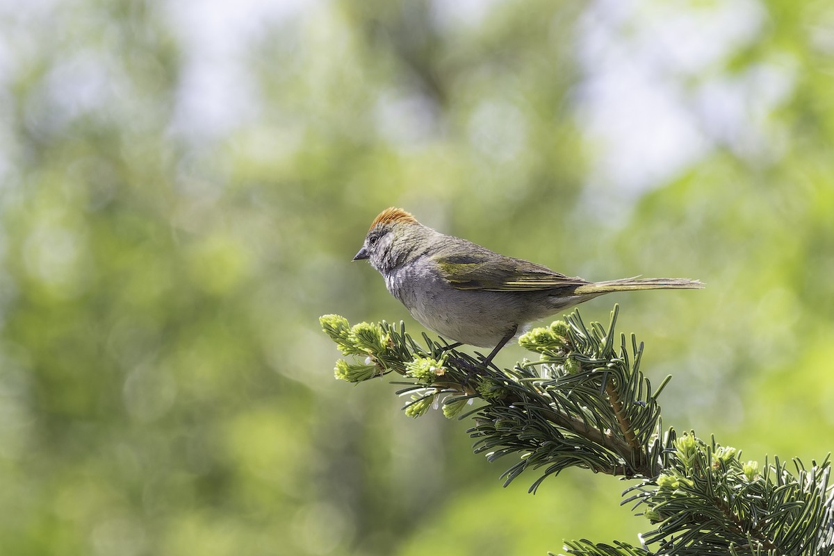 Green-tailed Towhee - ML637575958