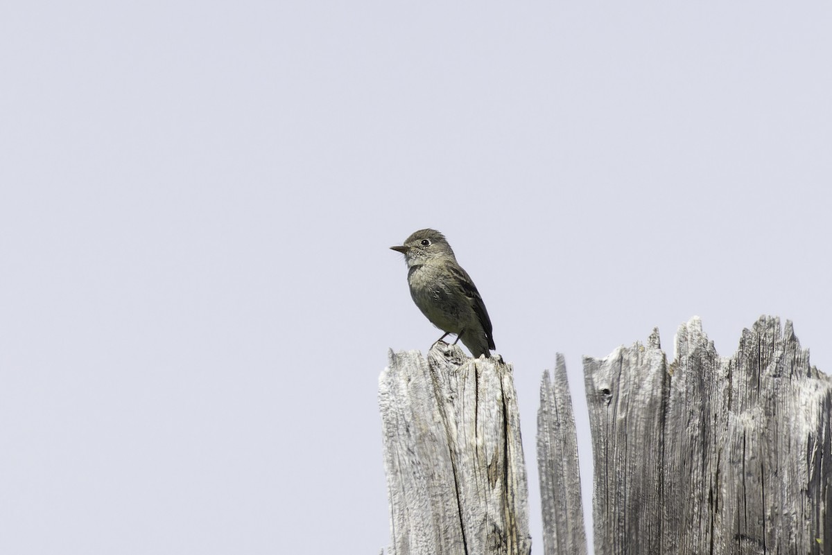 Dusky Flycatcher - ML637575959