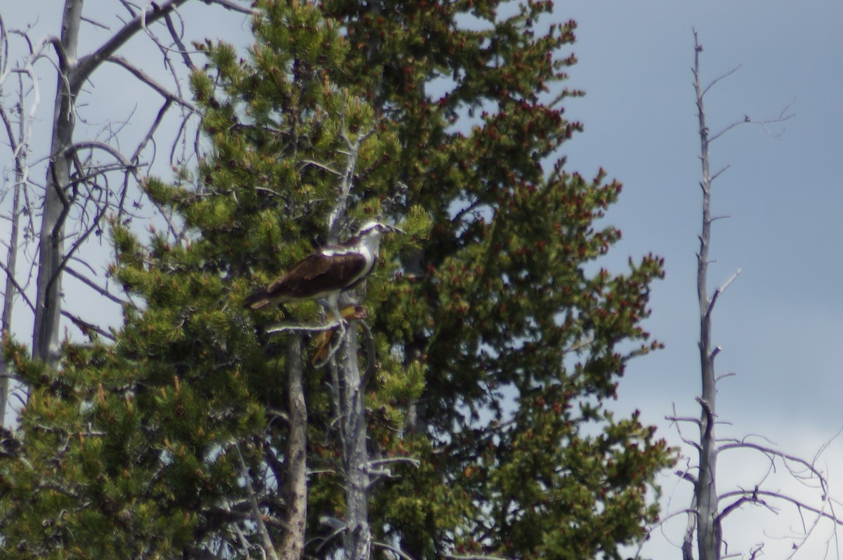 Osprey - ML637575966