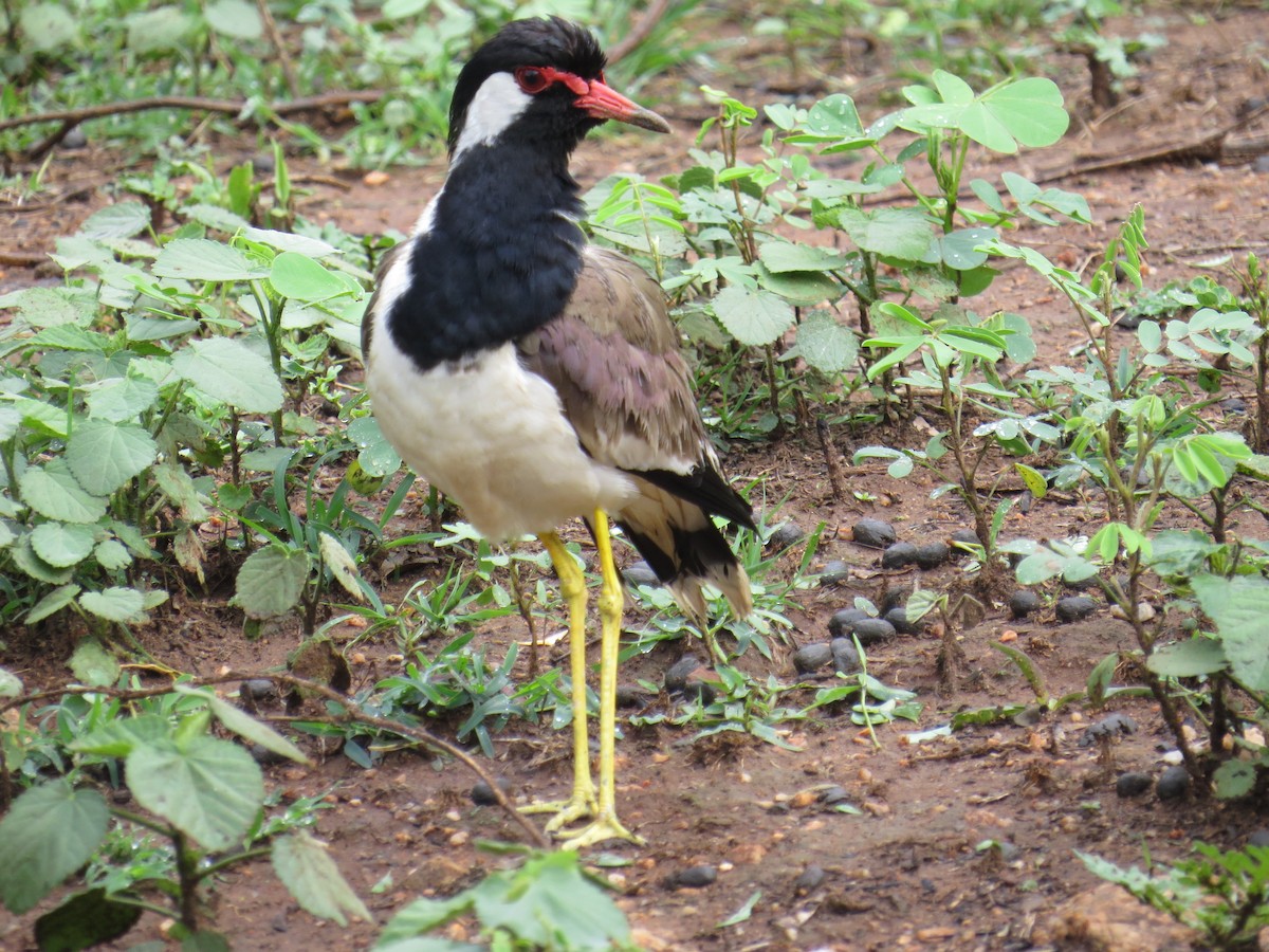 Red-wattled Lapwing - ML637575967