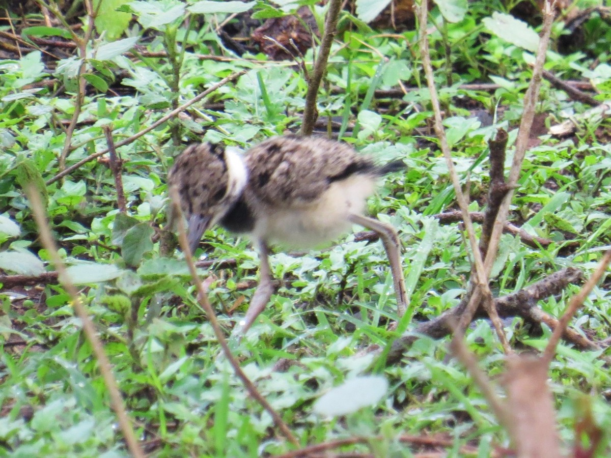 Red-wattled Lapwing - ML637575988