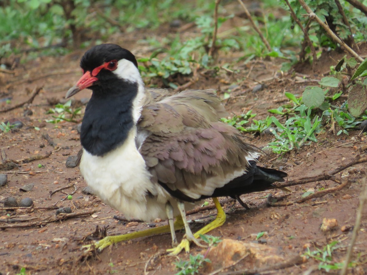 Red-wattled Lapwing - ML637575991