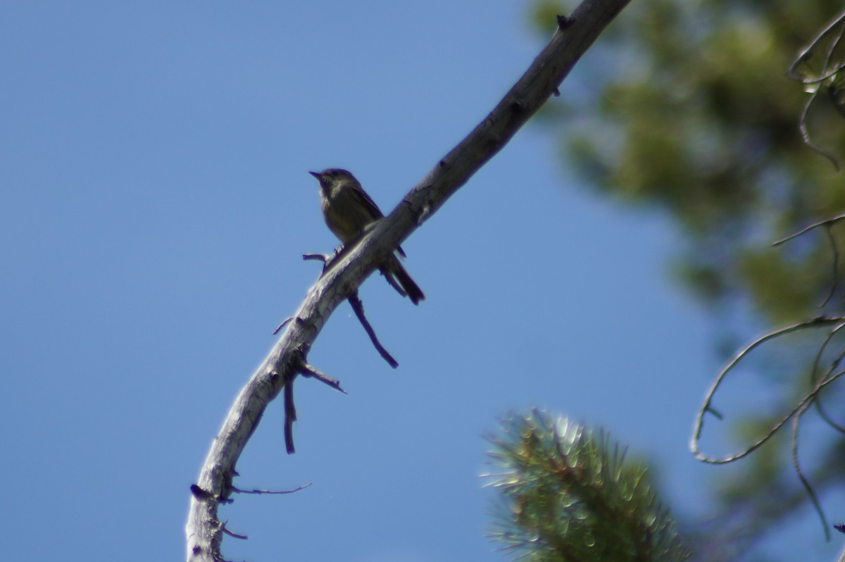 Hammond's Flycatcher - ML637576012
