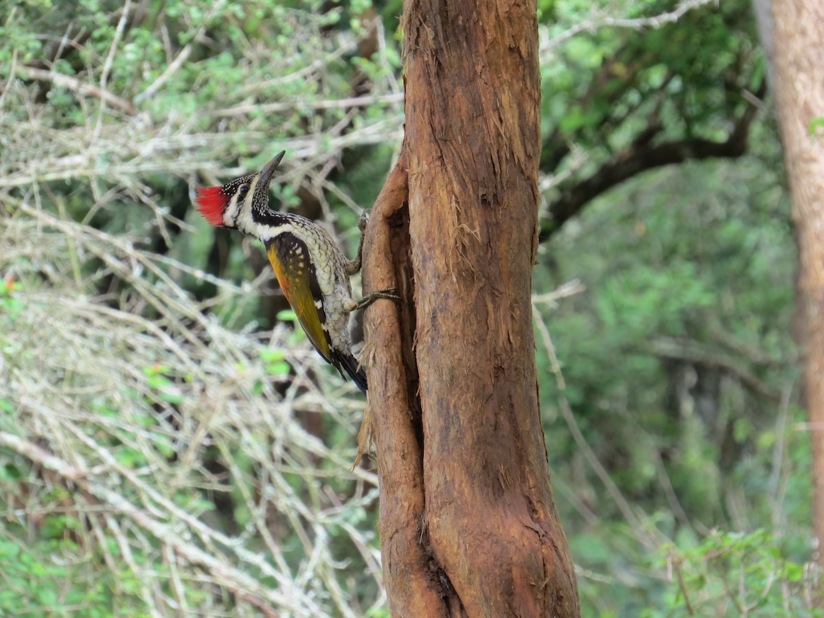 Black-rumped Flameback - ML637576039