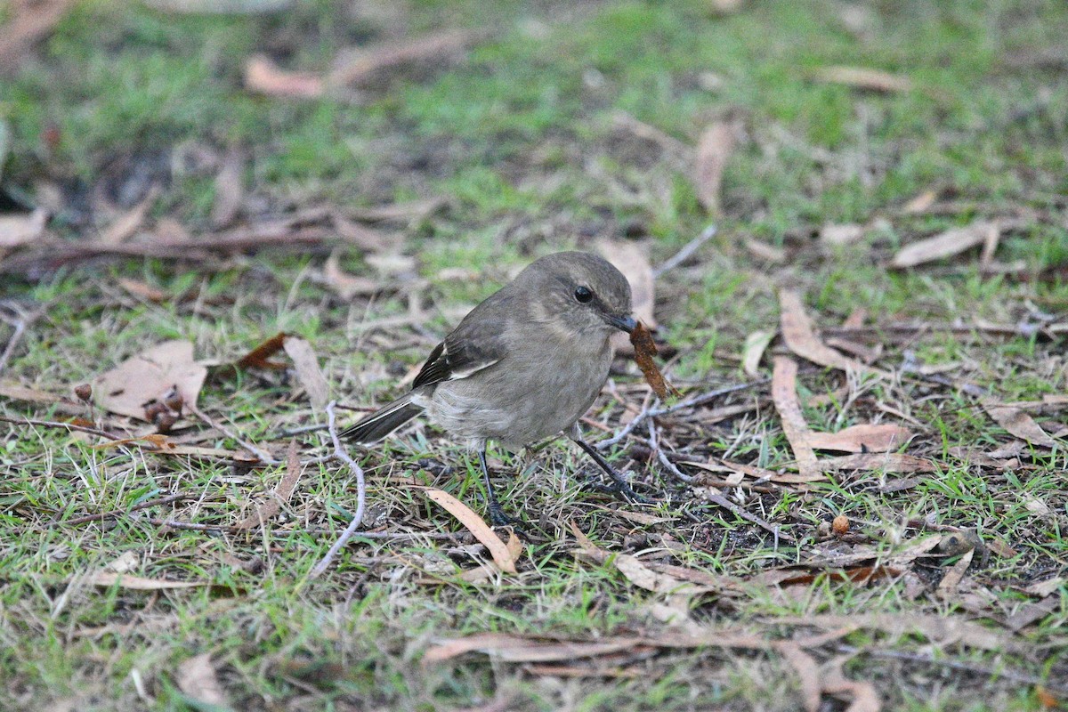 Dusky Robin - ML637576042
