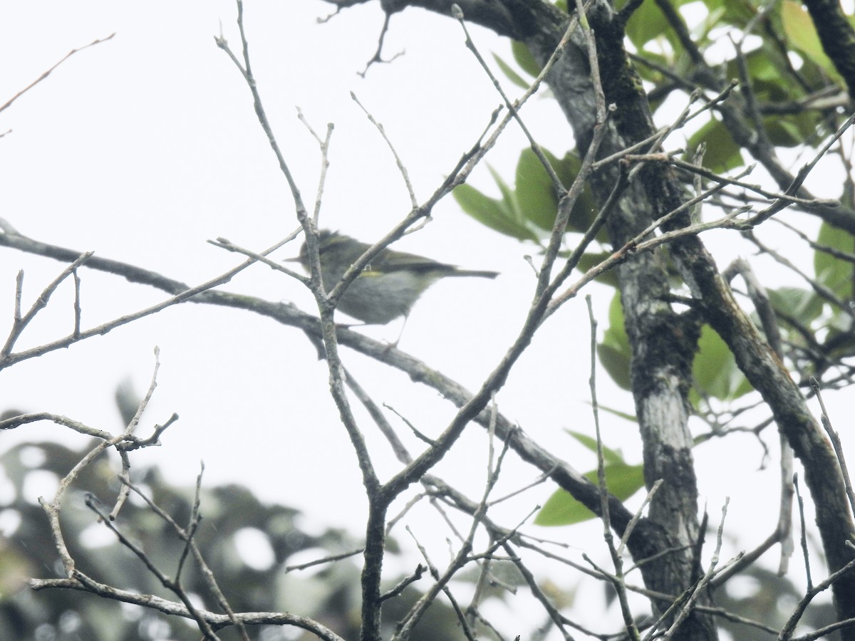 Davison's Leaf Warbler - ML637576109
