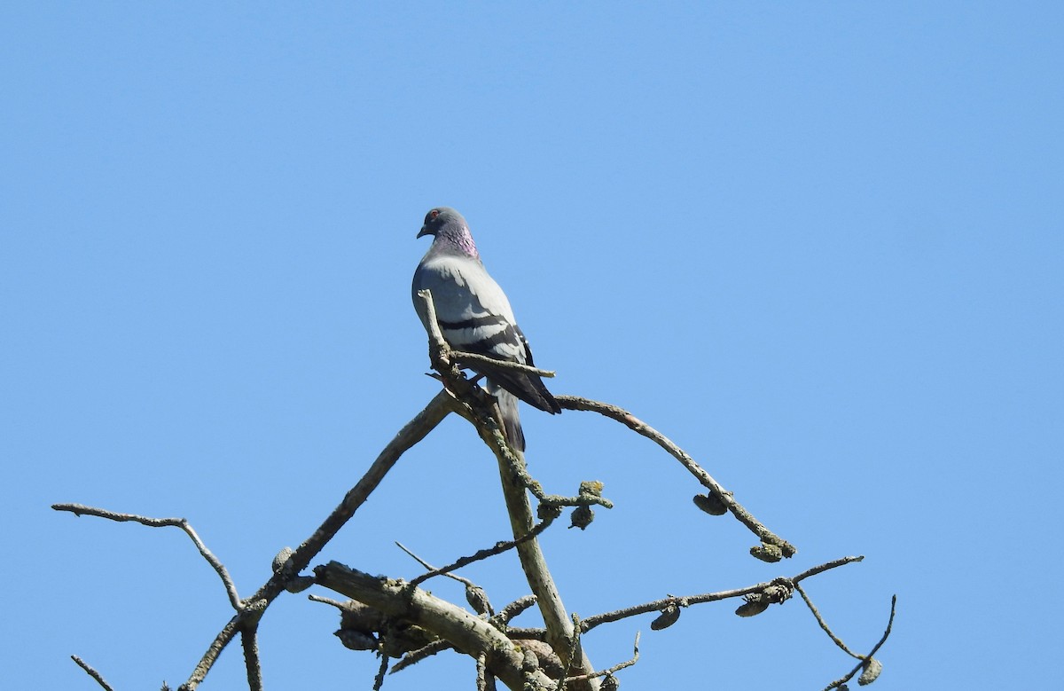 Rock Pigeon (Feral Pigeon) - ML637576131