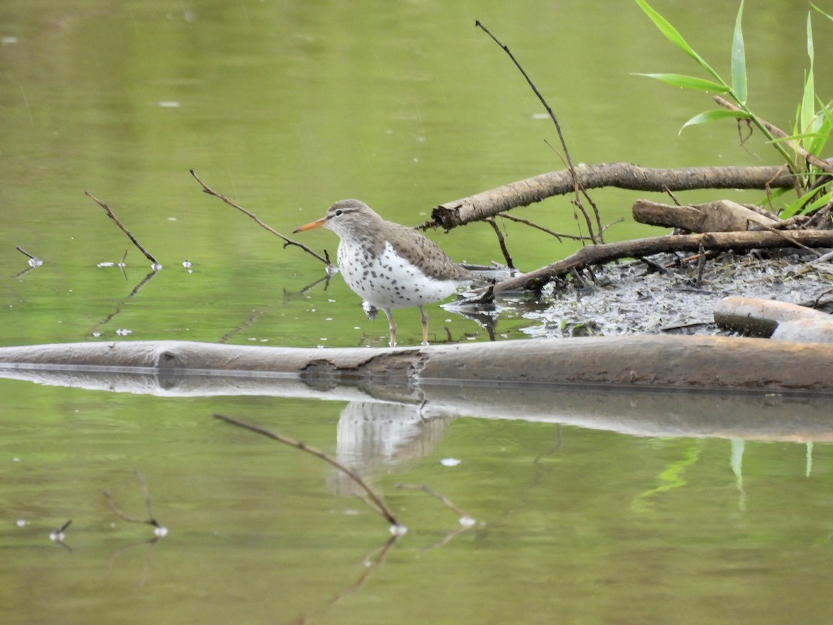 Spotted Sandpiper - ML637576168