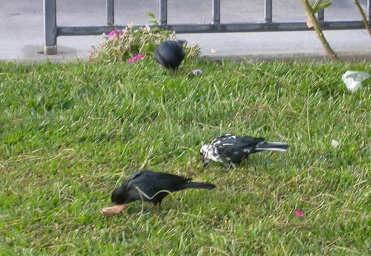 Brewer's Blackbird - ML637576178