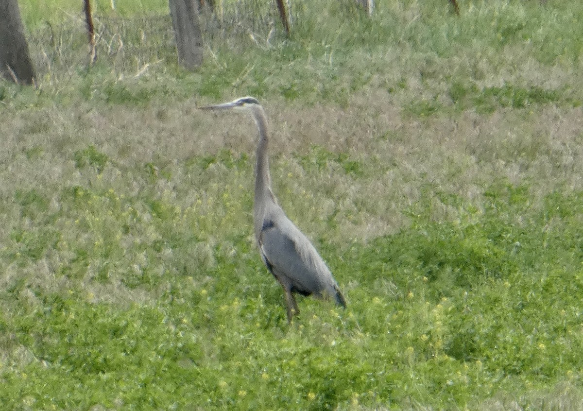 Garza Azulada - ML637576181