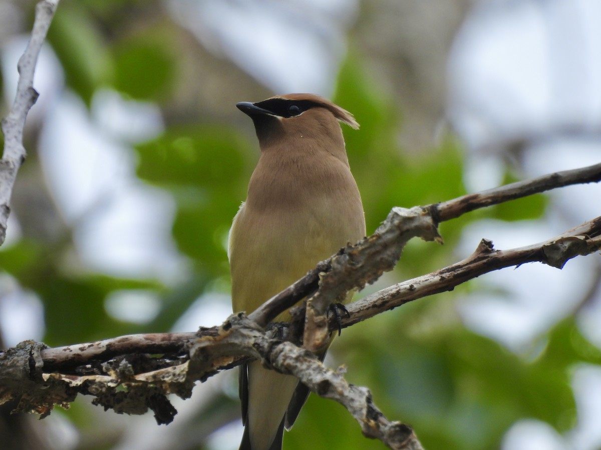 Cedar Waxwing - ML637576194