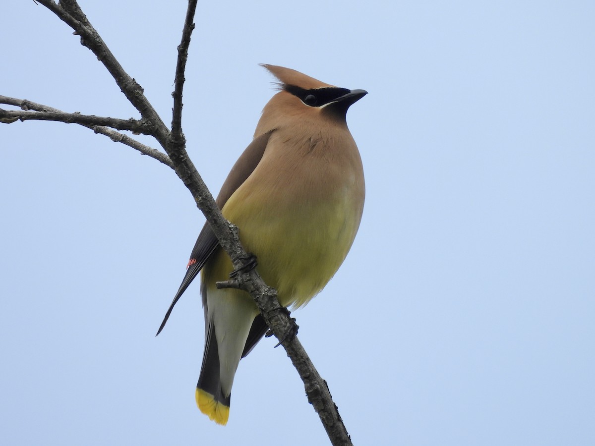 Cedar Waxwing - ML637576195