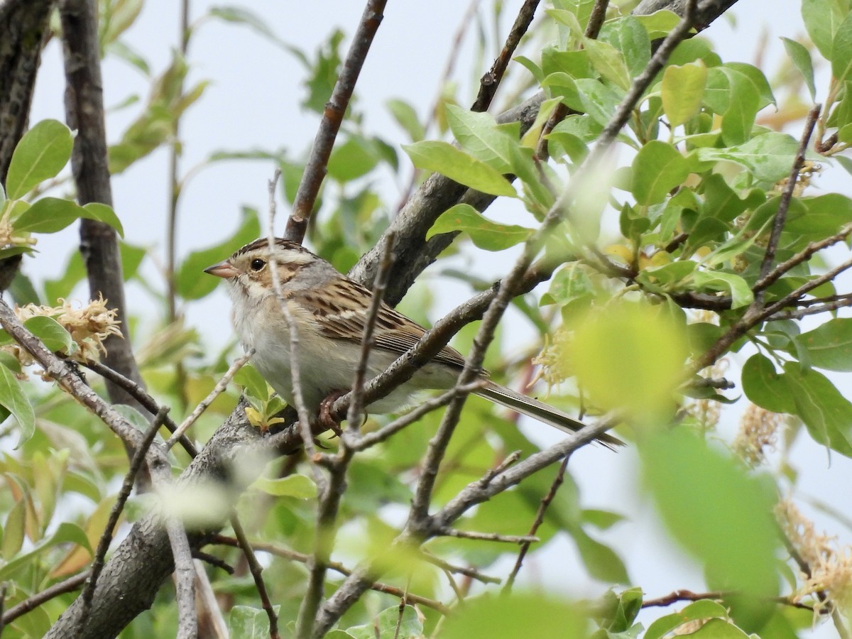 Clay-colored Sparrow - ML637576202