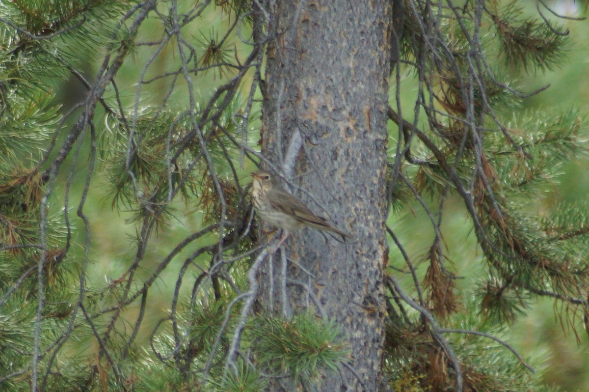 Swainson's Thrush - ML637576203
