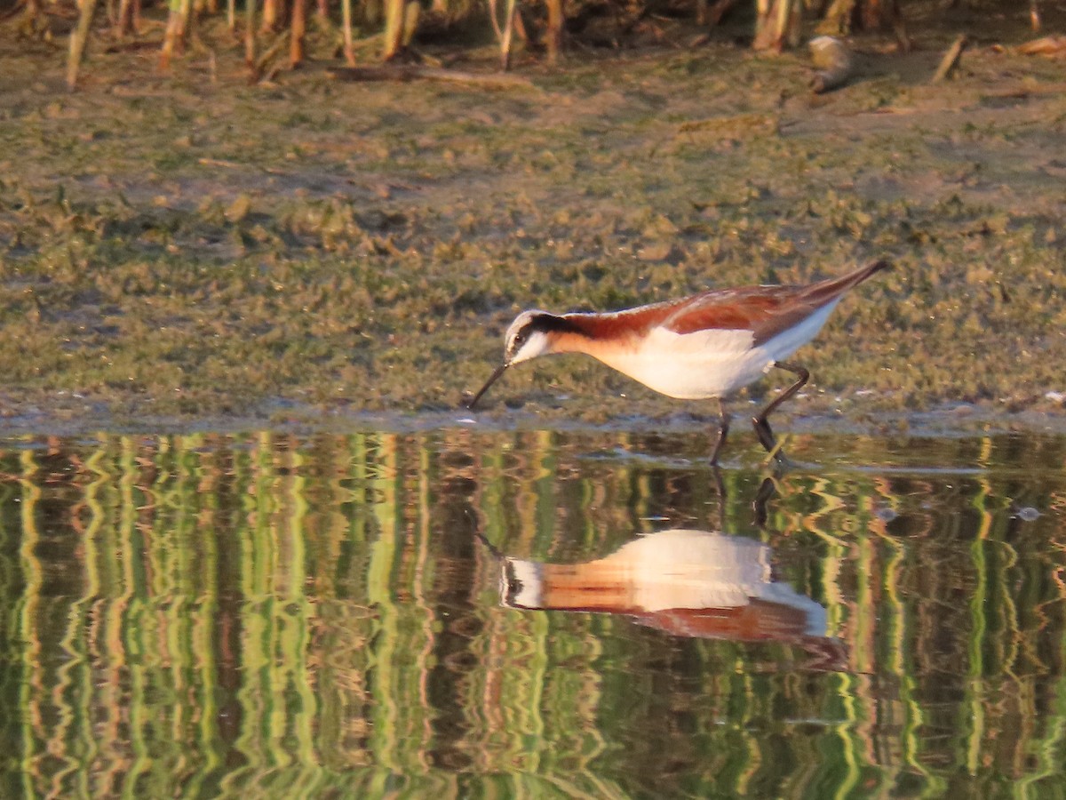 Phalarope de Wilson - ML637576225