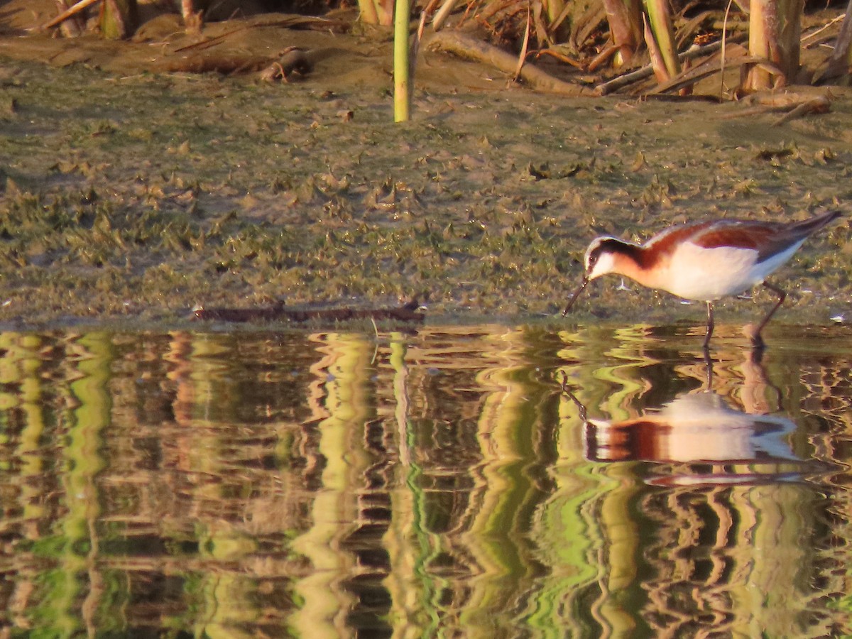 Phalarope de Wilson - ML637576226