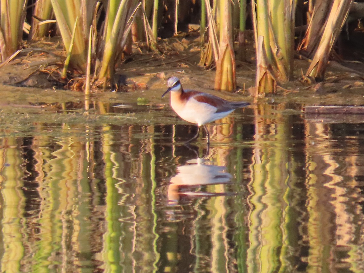 Phalarope de Wilson - ML637576227