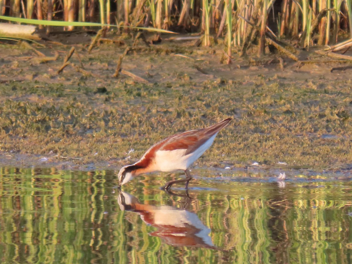 Phalarope de Wilson - ML637576228