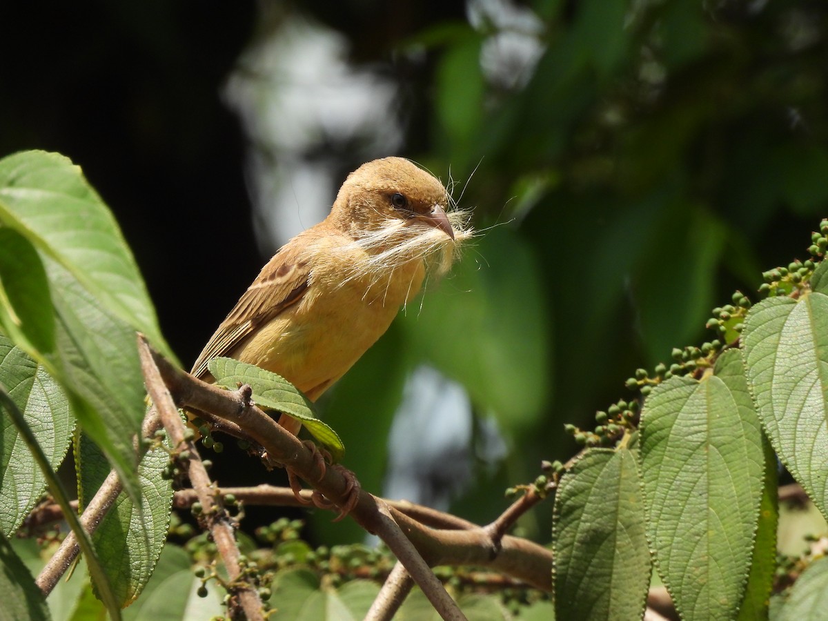 Plain-backed Sparrow - ML637576233