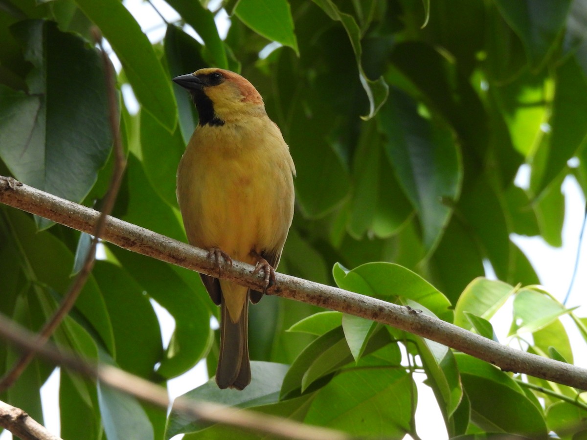 Plain-backed Sparrow - ML637576234