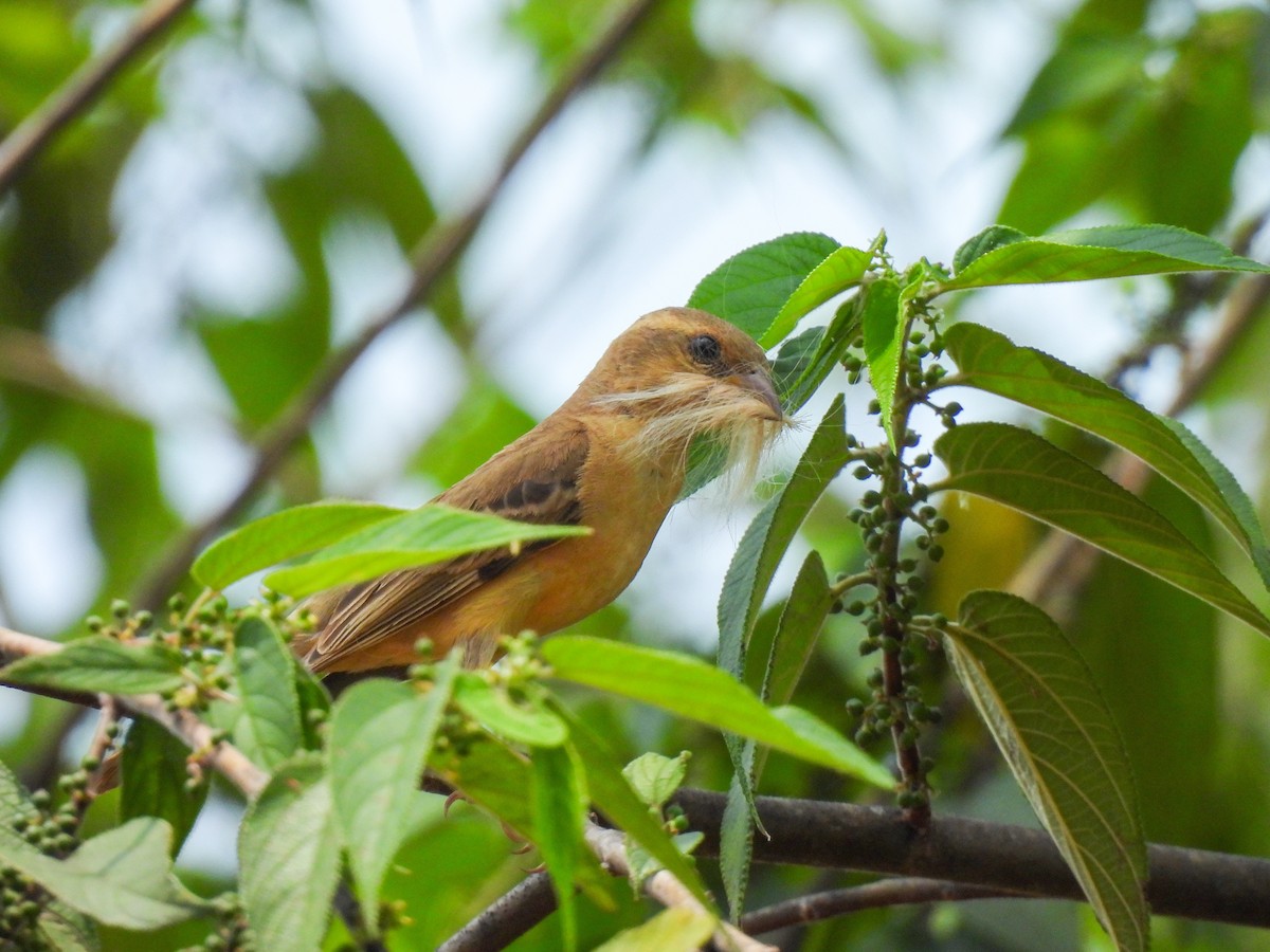 Plain-backed Sparrow - ML637576236