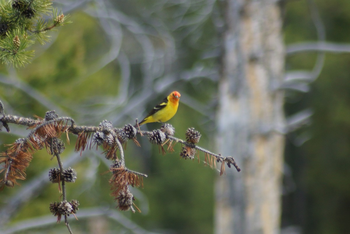 Western Tanager - ML637576237