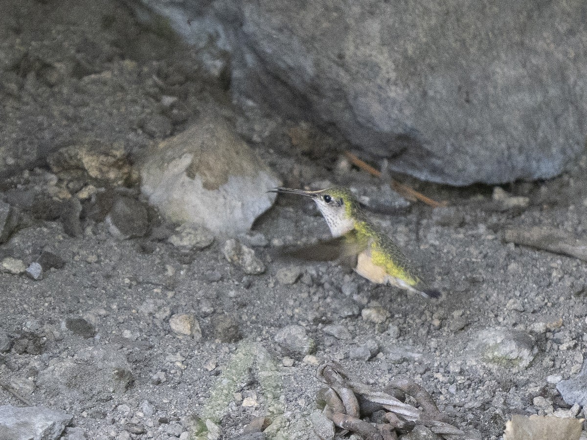 Calliope Hummingbird - ML637576296