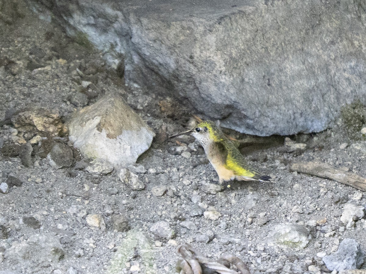 Calliope Hummingbird - ML637576300