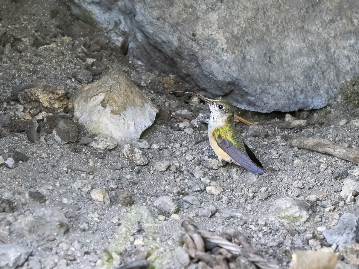 Calliope Hummingbird - ML637576307