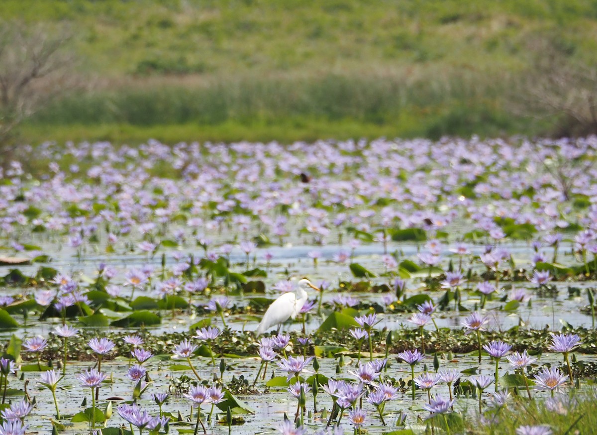 Yellow-billed Egret - ML637576328