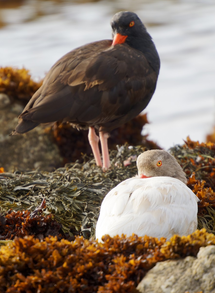 Black Oystercatcher - ML637576395